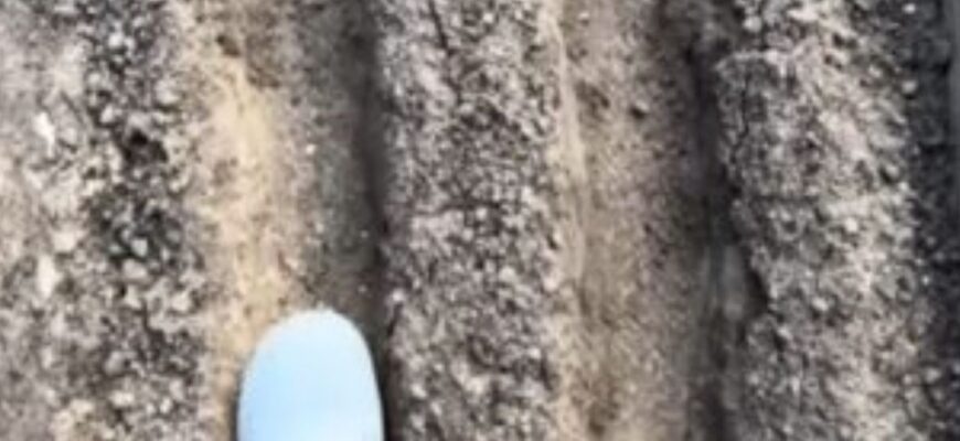 Сійте моркву після дощу: дідусь розповів мені забутий, але дуже надійний спосіб. Тепер роблю тільки так!