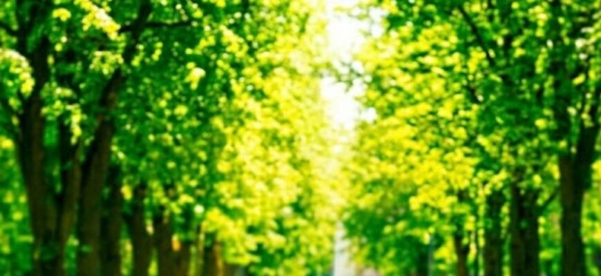 В Україні до +27° завтра: синоптик розповіла, коли повернуться дощі та прохолода
