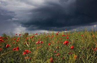 Негода в Україні: синоптики терміново попередили про небезпеку, що насувається вже завтра
