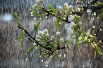 Погода в Україні 13 травня: атмосферний фронт принесе похолодання та дощі