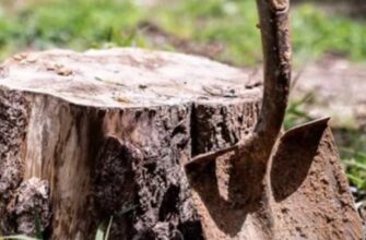 Видалення пнів на ділянці: секретний метод, про який мовчать досвідчені садівники