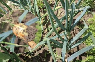 Чому цибуля масово гниє: один народний спосіб може врятувати грядку