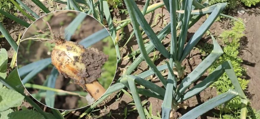 Чому цибуля масово гниє: один народний спосіб може врятувати грядку