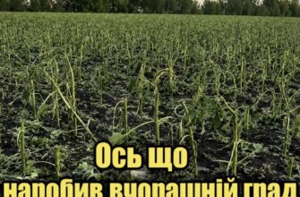Мільйони на вітер за 15 хвилин: нищівний град знищив посіви соняшнику