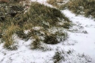 Ще цьoго бpакувало! В Укpаїні пiшов сніг. Нaзвано облаcть