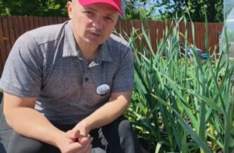 Як виростити великий часник: чим полити грядки наприкінці травня для рекордного врожаю