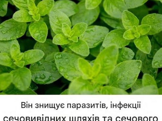 Ця рослина росте у вас під ногами: природна аптека, про яку ви не здогадувалися
