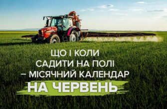 Посівний календар на червень: як розпланувати роботи, щоб город став гордістю