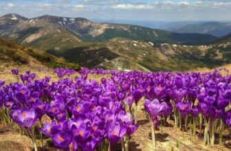 Весна у Карпатах: Крокуси Зацвіли!