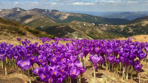 Весна у Карпатах: Крокуси Зацвіли!