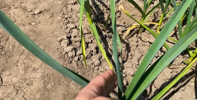 Жовтіє часник? Одна ложка цього засобу врятує врожай за лічені дні