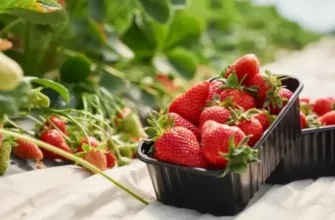 Як врятувати полуницю від шкідників: перевірені методи для багатого врожаю