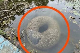 Загадкова знахідка в озері на Київщині: чому місцеві мешканці викликали поліцію
