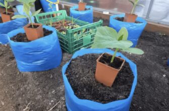 Запасіться пакетами! Це секретний метод для отримання надраннього врожаю огірків