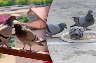 Як назавжди позбутися голубів на балконі: дієва стратегія замість щотижневого прибирання