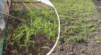 Бур’яни більше не заважатимуть: як назавжди забути про виснажливе прополювання