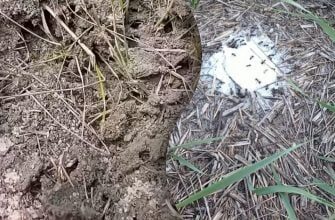 Знищення шкідників за один день: як швидко вивести мурашник у дворі без хімії