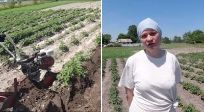 Секрет великого врожаю: як правильно підгортати картоплю для максимального результату