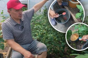 Секретний рецепт для багатого врожаю: чим підживити томати для швидкого наливу плодів