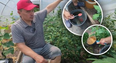 Секретний рецепт для багатого врожаю: чим підживити томати для швидкого наливу плодів