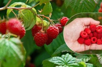 Секрет великих томатів: як досягти рекордного врожаю малини у червні
