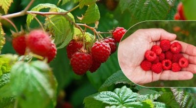 Секрет великих томатів: як досягти рекордного врожаю малини у червні