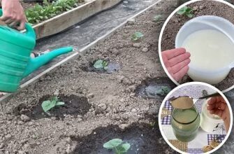 Огірки підуть активно в ріст: експерт поділився рецептом домашнього стимулятора