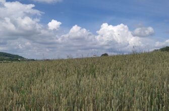 Фотосесія в полі: чому бажання зробити гарний кадр може закінчитися судовим позовом
