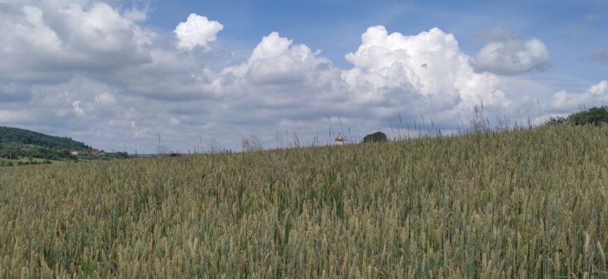 Фотосесія в полі: чому бажання зробити гарний кадр може закінчитися судовим позовом