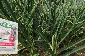 Часник жовтіє та гниє після червневих злив: дієві методи порятунку врожаю