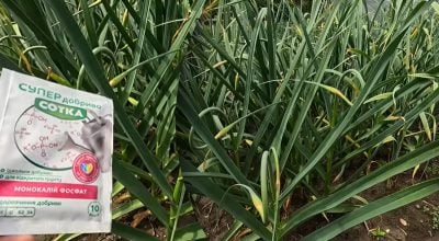 Часник жовтіє та гниє після червневих злив: дієві методи порятунку врожаю