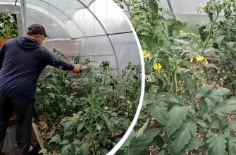 Фітофтора зникне за допомогою копійчаного засобу: чим обприскати помідори