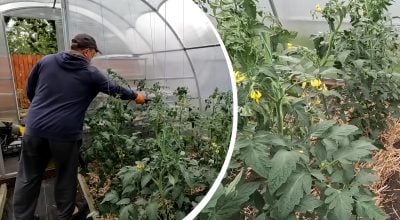 Фітофтора зникне за допомогою копійчаного засобу: чим обприскати помідори