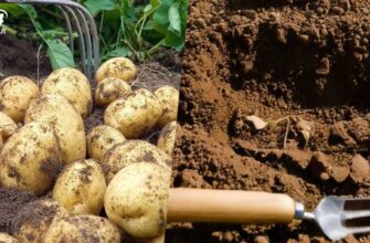 Секрет великого врожаю: коли насправді потрібно підгортати картоплю