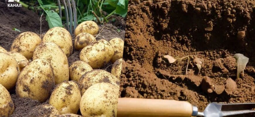 Секрет великого врожаю: коли насправді потрібно підгортати картоплю