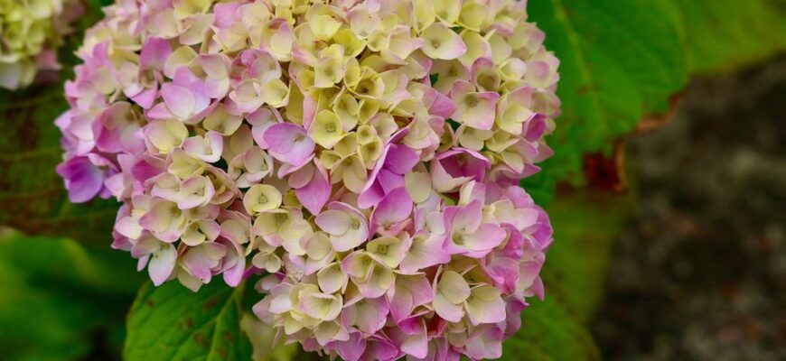 Головна помилка садівників: чому ваша гортензія не цвіте і гине