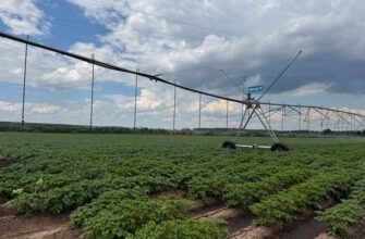 Урожай під загрозою: чому українські фермери змушені змінювати правила вирощування картоплі