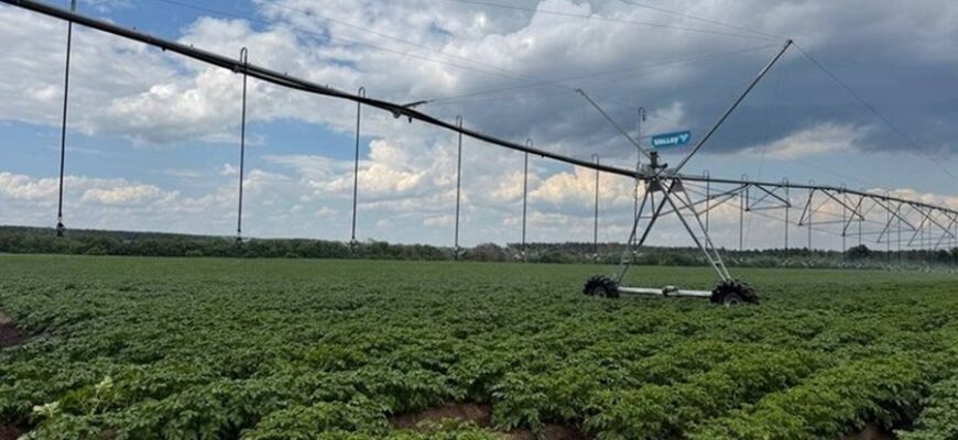 Урожай під загрозою: чому українські фермери змушені змінювати правила вирощування картоплі