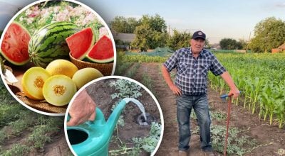 Секрет солодкого врожаю: як правильно поливати баштанні у спеку