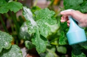 Секретний інгредієнт з кухні: як врятувати врожай від загибелі за копійки