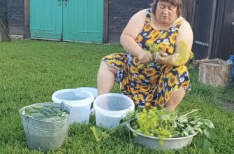 «П’яні» огірочки: секретний метод консервації, що підкорив навіть найвибагливіших гурманів