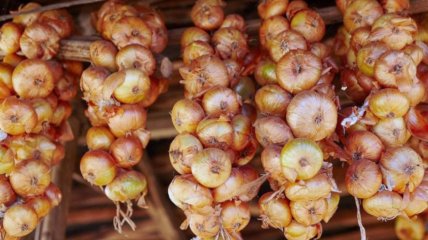 Секрет тривалого зберігання цибулі: чому ваші запаси псуються і як це виправити