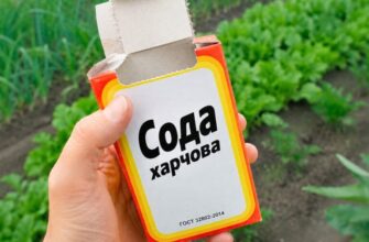 Харчова сода на городі: як отримати врожай без дорогої хімії