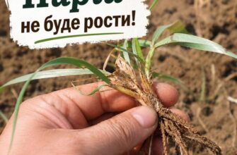 Як назавжди знищити пирій на городі: 4 безпечні методи без хімії