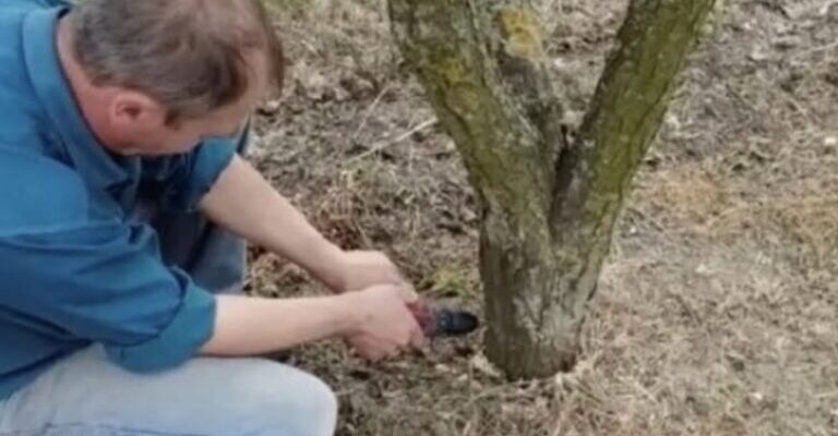 Дерево засохне разом із корінням: як назавжди позбутися порослі на ділянці