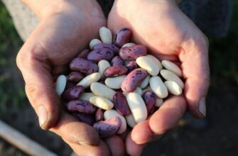 Секрет швидкого приготування квасолі: головна помилка, яка забирає години