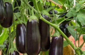 Баклажани, які вас здивують: чим підживити для рекордного врожаю