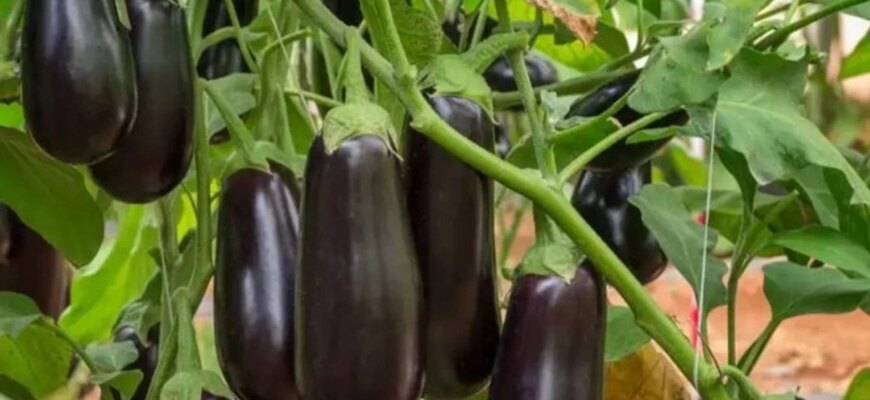 Баклажани, які вас здивують: чим підживити для рекордного врожаю