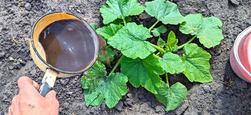 Секрети багатого врожаю: чим підживити кабачки у червні для максимальної віддачі