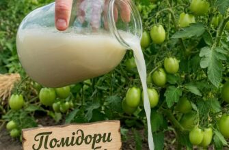 🍅 Секрет багатого врожаю: чим підживити томати на початку літа, щоб вони не хворіли